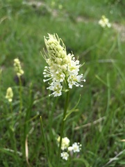 Toxicoscordion venenosum