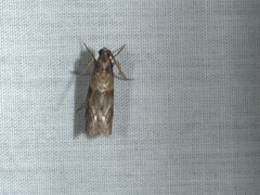 Calguia defiguralis