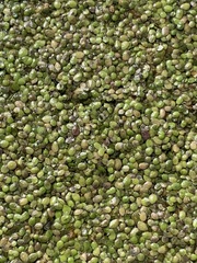 Lemna turionifera