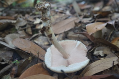 Agaricus abruptibulbus