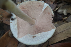 Agaricus abruptibulbus