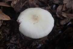 Agaricus abruptibulbus