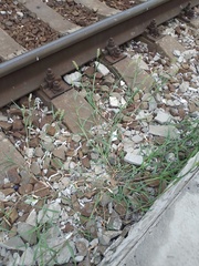 Cenchrus longispinus