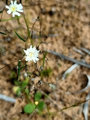 Podolepis capillaris