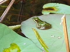 Hylarana erythraea