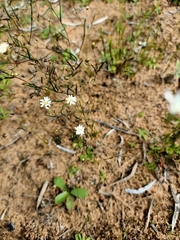 Podolepis capillaris