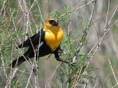 Xanthocephalus xanthocephalus