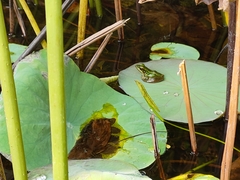 Hylarana erythraea