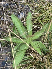 Cirsium palustre