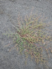 Euphorbia glyptosperma