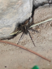 Acantholycosa lignaria