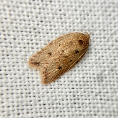 Garrha atoecha