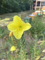Oenothera