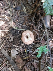 Lactarius torminosus