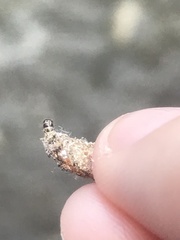 Tineinae