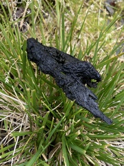 Vulpes vulpes vulpes