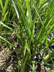 Sparganium emersum