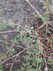 Euphorbia glyptosperma