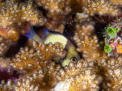 Dascyllus reticulatus