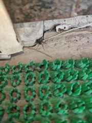 Acantholycosa lignaria