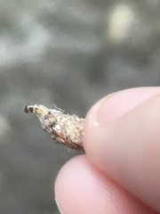 Tineinae