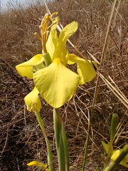 Moraea galpinii