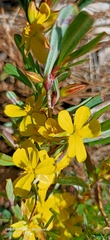 Hibbertia subvaginata