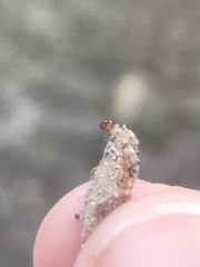 Tineinae