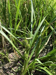 Sparganium emersum
