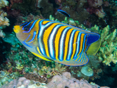 Pygoplites diacanthus