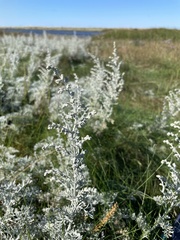 Artemisia maritima