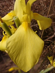 Moraea galpinii