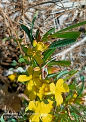 Hibbertia subvaginata