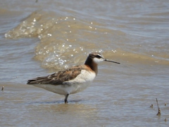 Phalaropus tricolor