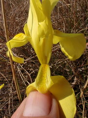 Moraea galpinii