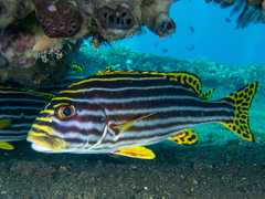 Plectorhinchus vittatus