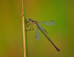 Lestes sponsa