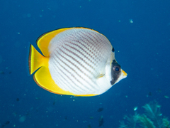 Chaetodon adiergastos