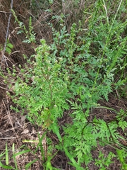 Artemisia annua