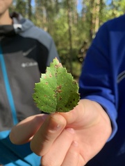 Betula pubescens