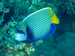 Pomacanthus imperator