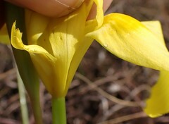 Moraea galpinii