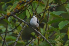Aegithalos caudatus