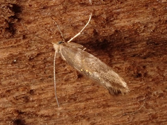 Argyresthia