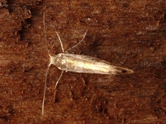 Argyresthia