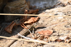 Lacerta agilis