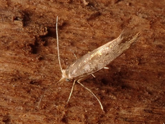 Argyresthia