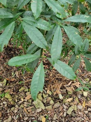 Osmanthus matsumuranus
