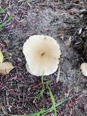 Candolleomyces