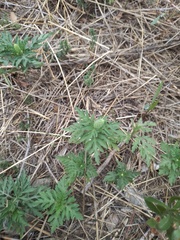 Ambrosia artemisiifolia